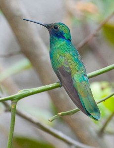 Sparkling Violetear- Ecuador