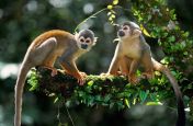 Squirrel Monkeys