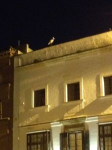 Jerez - Stork on Rooftop