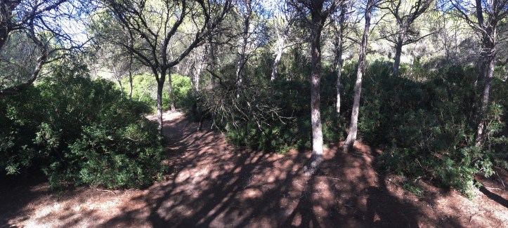 Mallorca Beach Area Brush